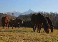 dintorni cavallo